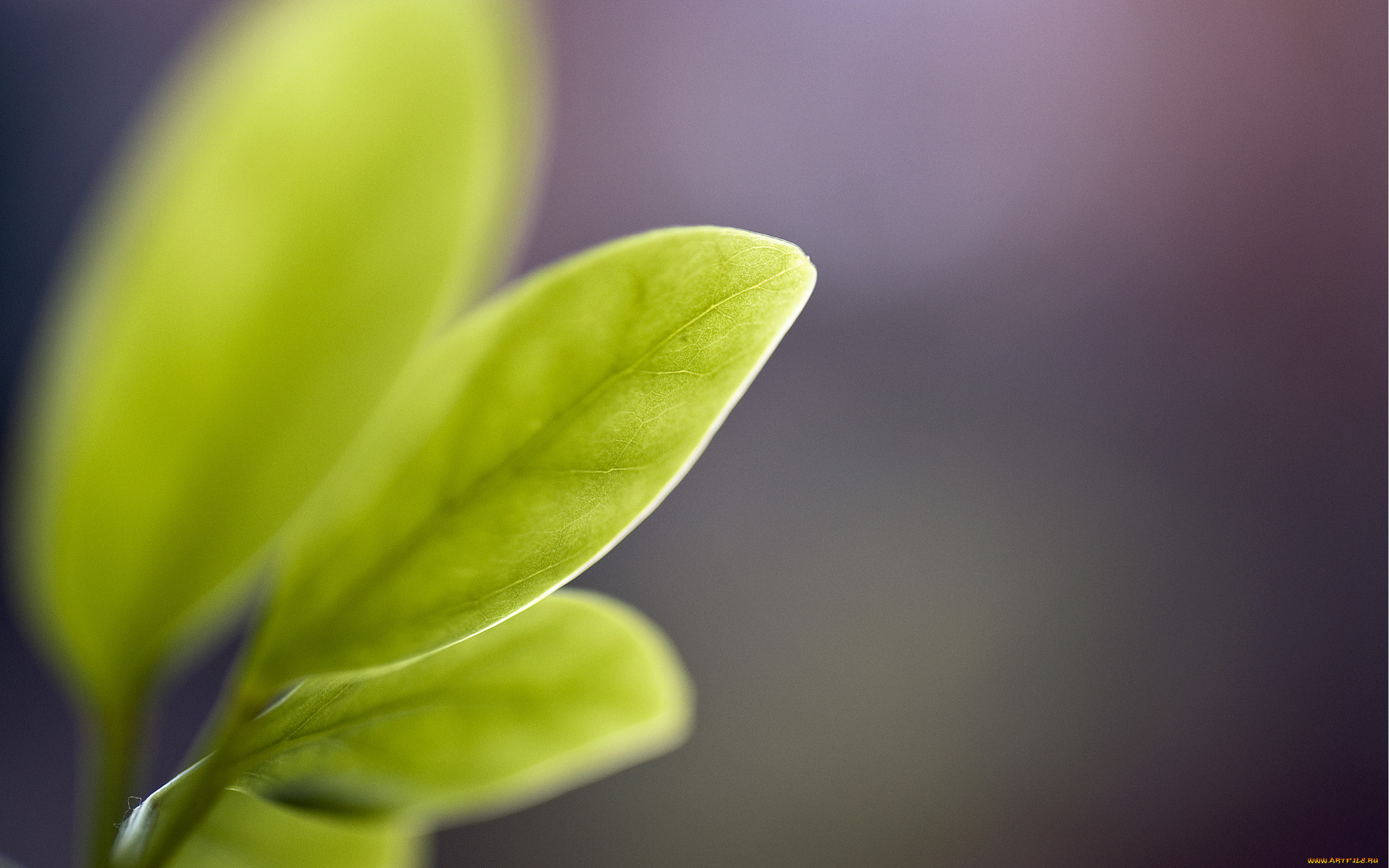 Natural focus. Листья цветов макро. Салатовые цветы. Зеленый цветок на сером фоне. Цветок с серо зелеными листьями.